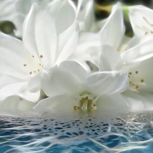 Meet your Posher, Carol